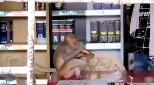 Video Viral : देखें बेवड़ा बंदर ठेके में बैठकर कैसे गटक रहा है शराब