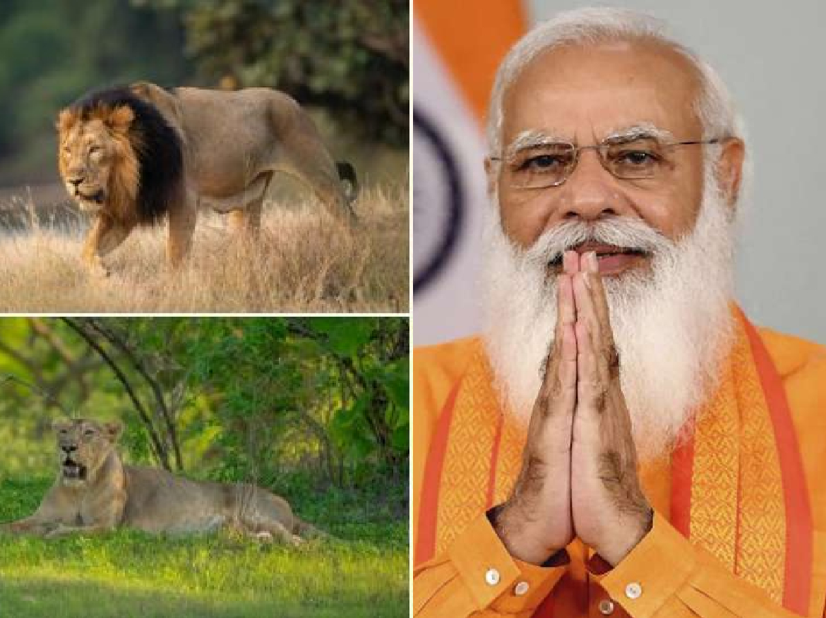 World Lion Day पर PM Modi याद आया गुजरा हुआ वक्त, बोले- जब वे गुजरात के सीएम थे तब उन्होने शेरों के लिए…
