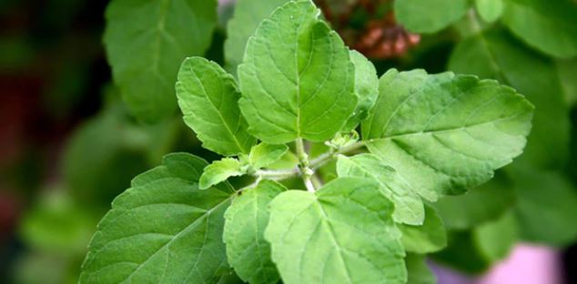 Vastu Tips : जहां भी तुलसी का पौधा लगा हो वहां झाड़ू या डस्टबीन न रखें, देवतुल्य पौधा लगाने के बारे में जानिए