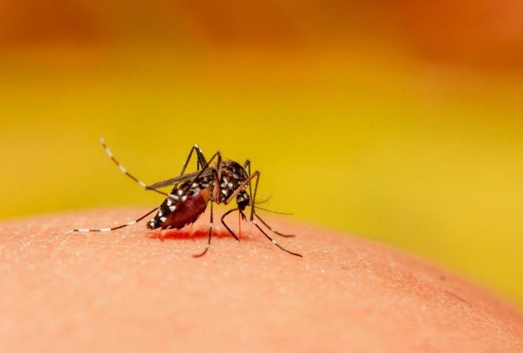 डेंगू: जानिए डेंगू से बचने के 5 घरेलू नुस्खे
