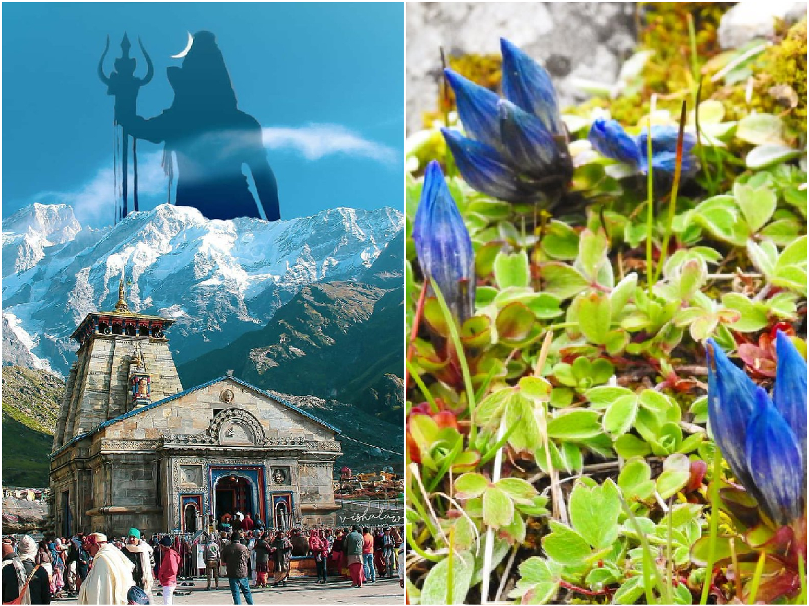 Miracle in Kedarnath: Vasukital Kund से 3 किमी क्षेत्र में सालों बाद खिले नीलकमल के फूल