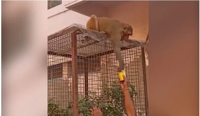 Viral Video : बंदर से IPS बोला- ‘एक हाथ दो, दूसरे हाथ लो’, जानें फिर क्या हुआ आगे
