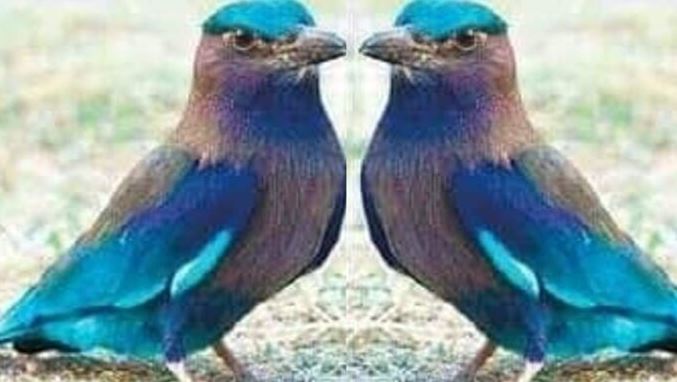 Vijayadashmi 2021: आज के दिन नीलकंठ पक्षी का दर्शन करना सौभाग्य सूचक माना जाता है, देखने पर पुराने प्रेमी से मिलने का योग होता है