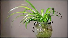 हवा की गुणवत्ता में सुधार के लिए अपने घर में लगाएं ये चार पौधे