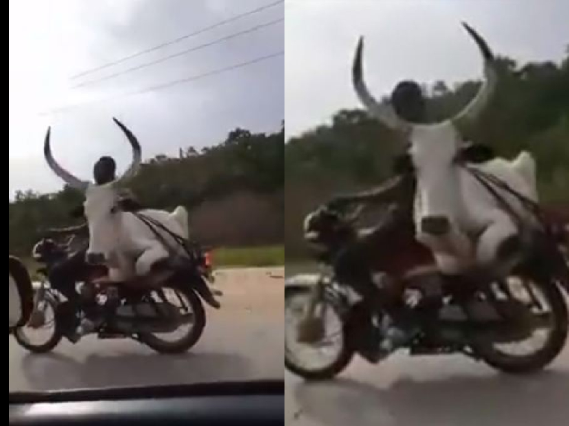 Desi Jugad video: अपनी गाय को घुमाने का शख्स ने निकाला गजब रास्ता, देखते ही सर पकड़ लेंगे आप