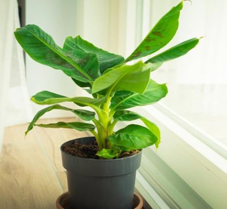 Vastu Tips : ये पौधे बच्चों का मन पढ़ाई में लगा देते है, ध्यान लगाकर कर सकते हैं पढ़ाई