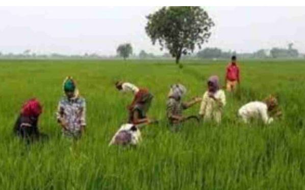 Kisan Diwas 2021:अन्नदाताओं के प्रति आभार व्यक्त करने के लिए मनाया जाता है किसान दिवस, जानिए इसका महत्व