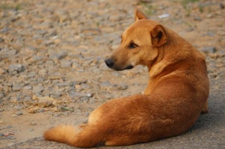 Shakun Shastra:कुत्ता बाईं ओर संग-संग चले तो हो सकती है धन की प्राप्ति, कुत्ते से मिलने वाले शुभ संकेतों के बारे में जानिए
