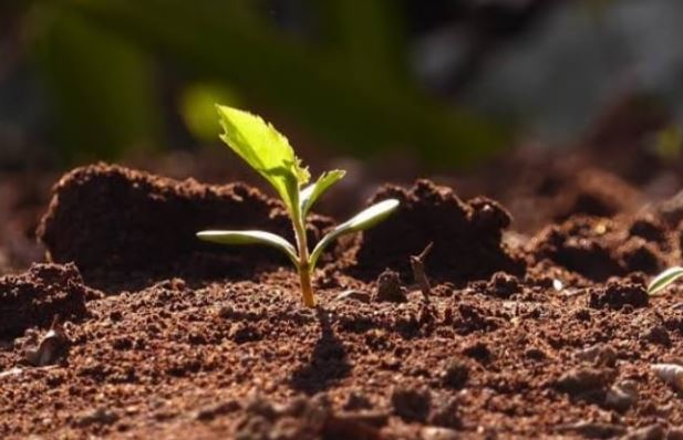  World Soil Day 2021: आज है विश्व मृदा दिवस, मिट्टी प्रबंधन के महत्व लिए ये दिन है समर्पित