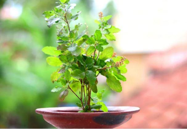 Vastu Tips : जहां भी तुलसी का पौधा लगा हो ये वस्तुएं न रखें, पवित्र पौधा लगाने की दिशा के बारे में जानिए