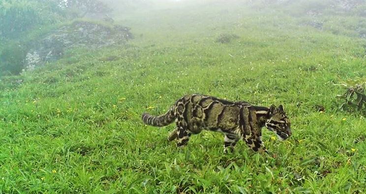Mysterious clouded leopard : नागालैंड के पहाड़ों में रिकॉर्ड ऊंचाई पर देखा गया रहस्यमयी तेंदुआ