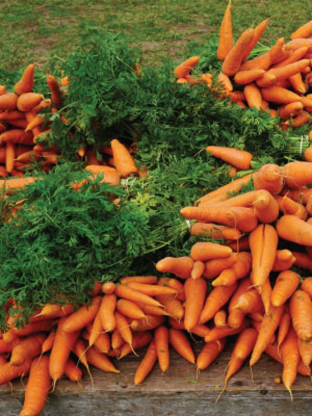 गाजर के फायदे जानकर रह जाएंगे हैरान
