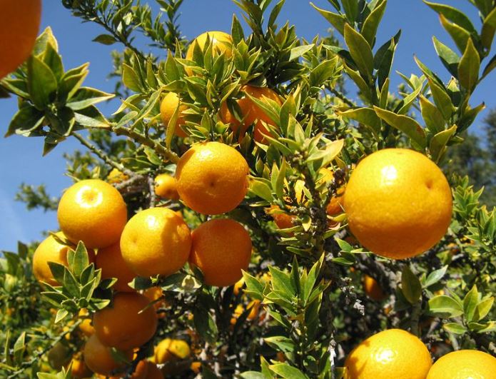 Benefits Of Eating Orange: संतरा आपकी रोग प्रतिरोधक क्षमता को बढ़ाता है, खाने के ये हैं फायदे