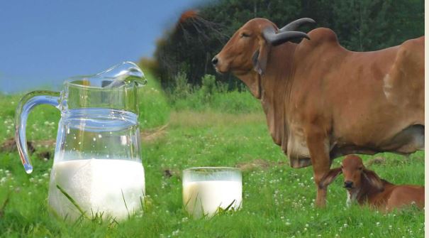 Raw Cow Milk : चमकती त्वचा के लिए गाय का कच्चा दूध है रामबाण, जानें फायदे