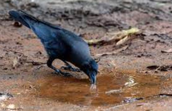 Shakun Shastra : पानी पीता हुआ ये पक्षी दिखाई दे तो ये है धन लाभ का संकेत, जानिए शकुन शास्त्र के बारे में