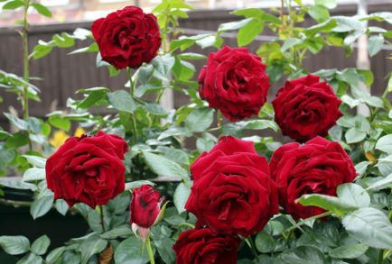 Gulaab ka totaka : गुलाब का टोटका चमत्कारी है, बजरंगबली प्रसन्न होकर करते है मनोकामना पूरी