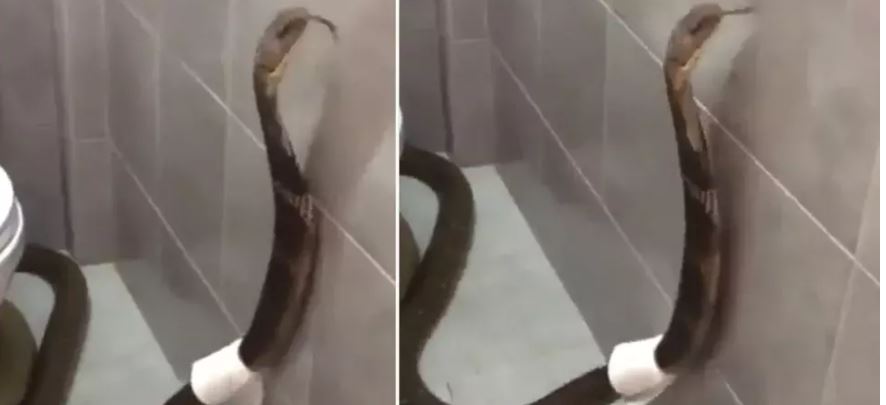 बाथरूम में बेखौफ घूम रहा किंग कोबरा, वीडियो देख रह जाएंगे हैरान 