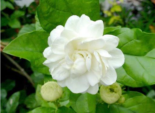 Bela Phool Ke Chamatkaar : ये सफेद फूल खोल देते हैं आपकी किस्मत का दरवाजा, जानें इनके बारे में