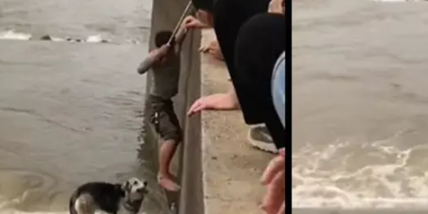 जान जोखिम में डालकर व्यक्ति ने बचाई कुत्ते की जान, देखें वीडियो  