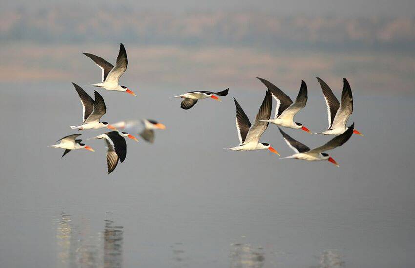 जानिए प्रवासी पक्षी क्या हैं और ग्लोबल वार्मिंग के कारण उन्हें किन समस्याओं का सामना करना पड़ता है