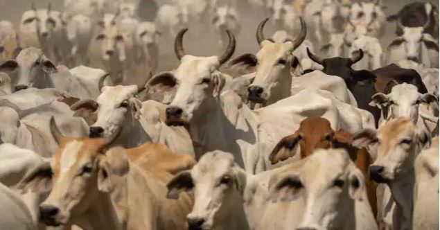 swapna shastra : सपने में इस रंग की गाय दिखाई देने का ये होता है संकेत,जानिए कामधेनु के बारे में