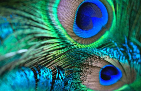 peacock feathers benefits : मोर पंख रखने से धन और बुद्धि दोनों ही प्राप्त होती है, जानें मोर पंख के फायदे
