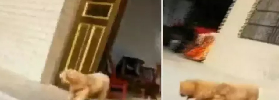 शैतान कुत्ते का वीडियो सोशल मीडिया पर मचाया धमाल, मालिक को मारा धक्का
