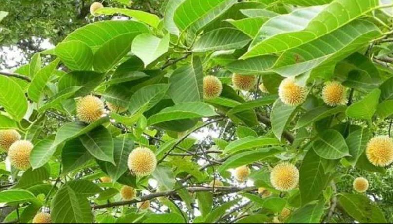 Shakun Shastra : जामुन और कदंब का पेड़ घर के इस दिशा में शुभ रहता है, जानिए वनस्पतियों के शकुन-अपशकुन