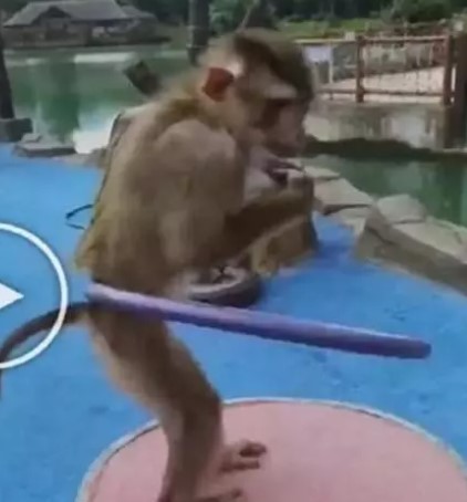 बंदर ने दिखाया ऐसा करतब, वीडियो हो रहा वायरल