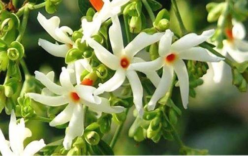 Harsingar : हरसिंगार के फूलों को लक्ष्मी पूजन के लिए किया जाता है इस्तेमाल, मनोकामना पूर्ण होती है