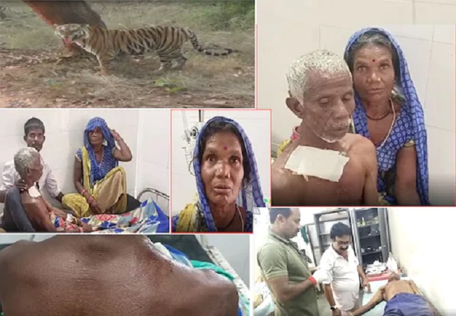 Salute to Bravery : पति की जान बचाने के लिए जान पर खेलकर बाघ से भिड़ी पत्नी, मौत के मुंह से जिंदा बचाया