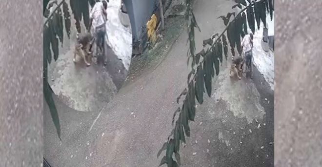 Lucknow News: कुत्तों का बढ़ता जा रहा है आतंक, मासूमों को बनाया निशाना, देखिए वीडियो