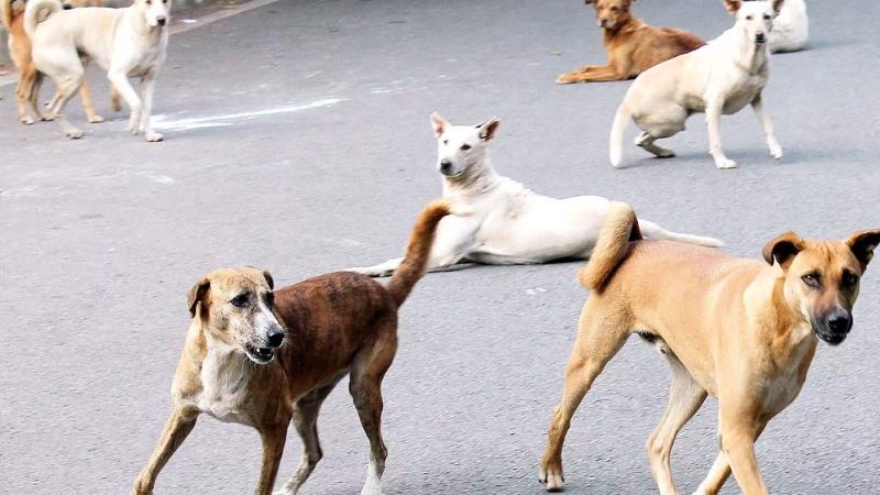 गाजियाबाद की सोसायटी में आवारा कुत्तो ने एक ढाई साल के मासूम पर किया हमला, गंभीर रुप से घायल