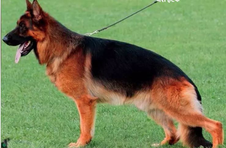 Dog Attack : राजधानी लखनऊ में मॉर्निंग वॉक पर निकली महिला पर टूट पड़े दो जर्मन शेफर्ड कुत्ते, डॉक्टरों को लगाने पड़े 14 टांके