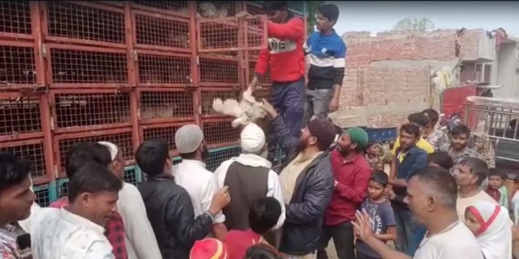 Shamli News : पूर्व चैयरमैन हाजी इस्लाम ने वोटरों को लुभाने के लिए बांटे मुर्गे, देखें Viral Video कैसे मची लूट