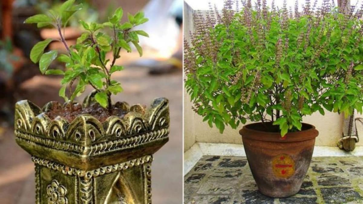 Vastu Tips for Tulsi Plant: तुलसी का पौधा लगाते समय भूलकर भी न करें ये गलतियां