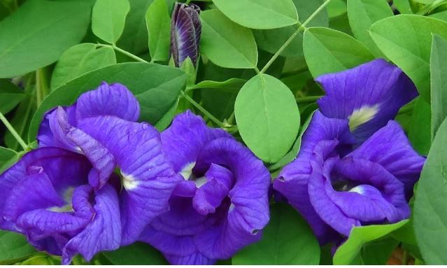 Vastu Tips : इस नीले फूल से घर में आती है सुख समृद्धि , इस दिशा में लगाएं
