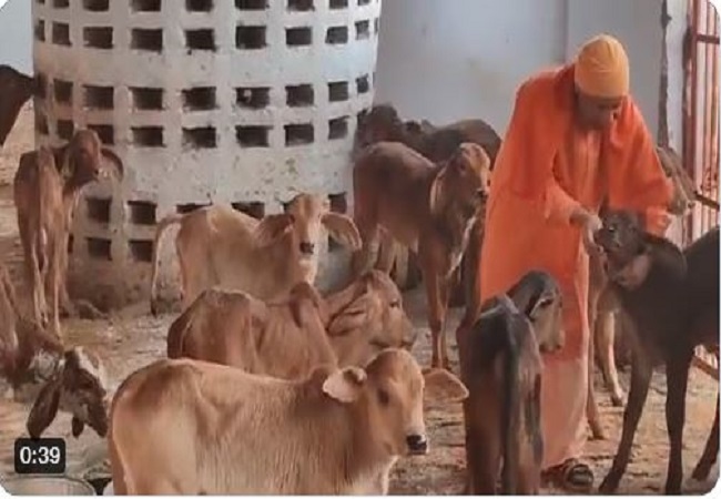 Viral Video : गोरखनाथ मंदिर की गौशाला पहुंचे सीएम, घूम-घूमकर गायों को चना और गुड़ खिलाते दिखे योगी