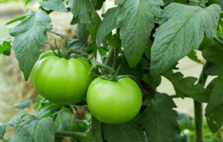 Green Tomato : स्वास्थ्य के लिए चमत्कारी हैं हरे टमाटर , त्‍वचा चमक उठेगी