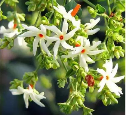 Harsingar ke fayde : हरसिंगार एक अद्भुत पौधा है, सुगंध और कई स्वास्थ्य लाभों के लिए जाना जाता है