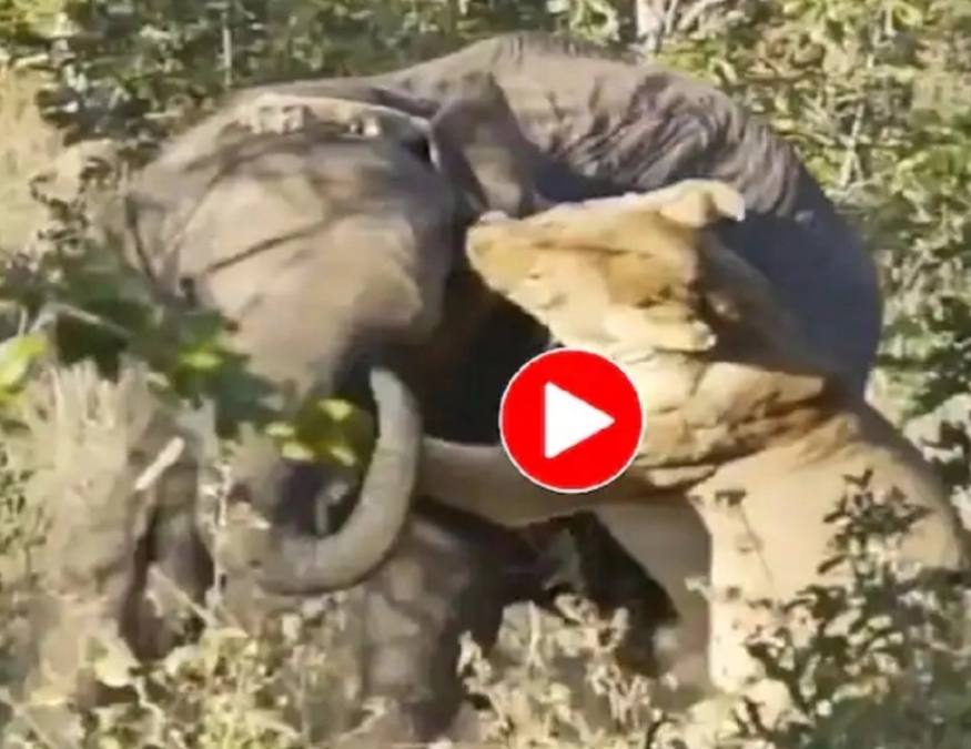 शेरनी पर हाथी पड़ा भारी, वीडियो देख आप भी चौक जाएंगे