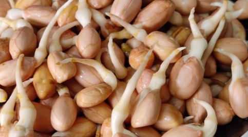 Sprouted Peanuts : अंकुरित मूंगफली खाने के कई फायदे , रोजाना सेवन करना शुरू कर दें