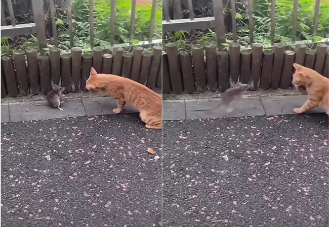 Viral Video : बिल्ली ने चूहे को मारा चांटा,फिर जानें आगे क्या हुआ?