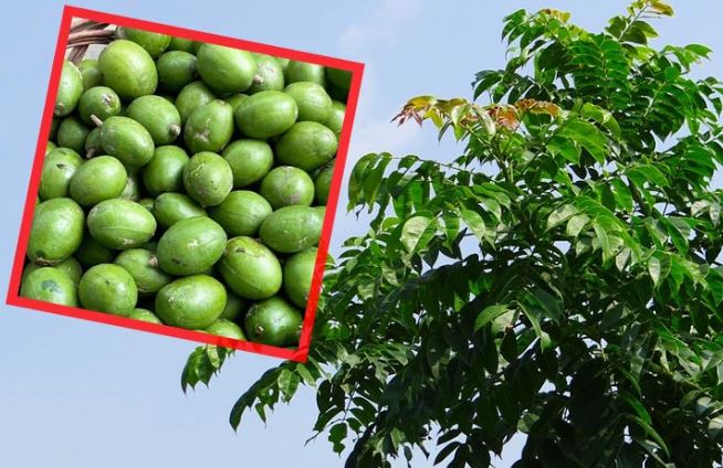 Amda Phal : आमड़ा फल पोषक और चिकित्सीय गुण से भरपूर, कई इलाज में मदद कर सकता है
