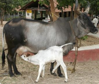 Vastu tips : जीवन में बनना है समृद्धिवान तो खिलाएं गाय को पहली रोटी, रोग दोष निकट नहीं आते