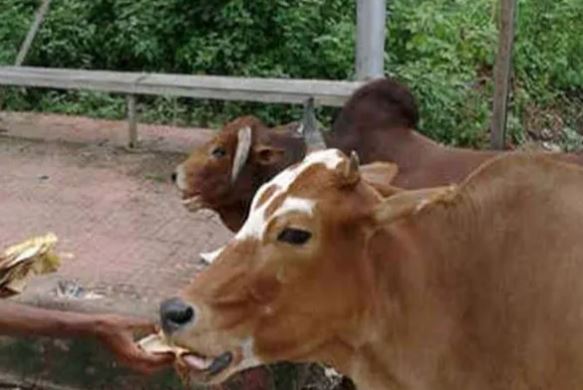 Vastu tips : गाय को पहली रोटी खिलाने से घर में बना रहती है सुख शांति, सफलता कदम चूमती है