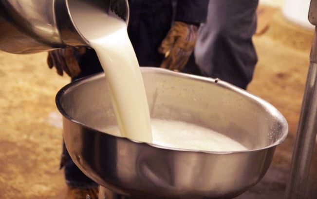 Doodh Ke Totke : मनी प्‍लांट में रोज थोड़ा सा कच्चा दूध चढ़ाकर अपनी मनोकामना कहें, सभी संकट दूर होते हैं