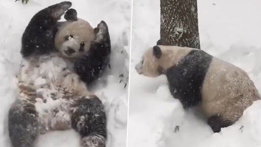 Cute Panda Video: बर्फ में गुलाटी मारता दिखा क्यूट पांडा, मस्ती देख हुए दब दंग