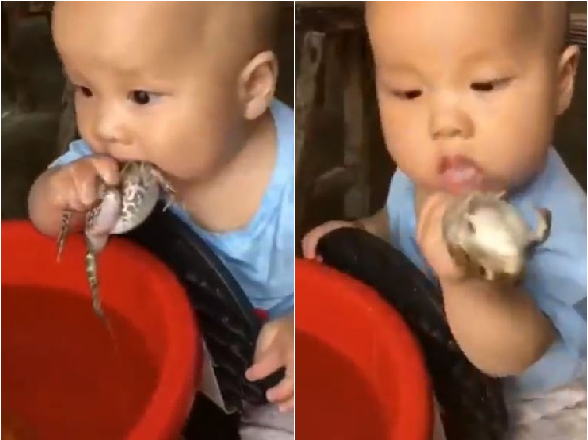 Shocking Viral Video: जब बच्चा खाने लगा जिन्दा मेंढक, देखने वालों की आंखे रह गई फटी की फटी