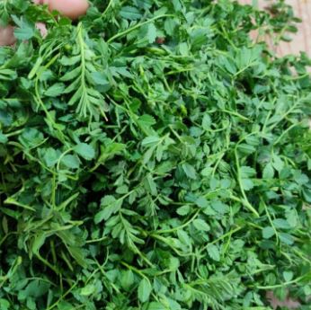 Chane Ke Saag Ke Fayde: जाड़े में खा लिया चने के साग तो पास भी नहीं फटकेंगी ये बीमारियां, जानें फायदे